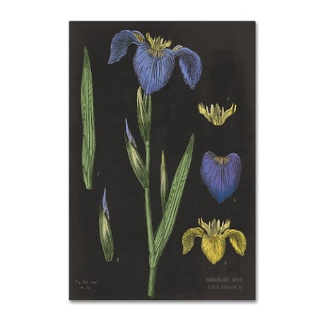 Sue Schlabach 'Iris Chart' Canvas Art,12x19